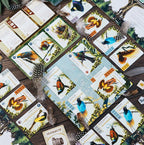 Oiseaux de Paradis